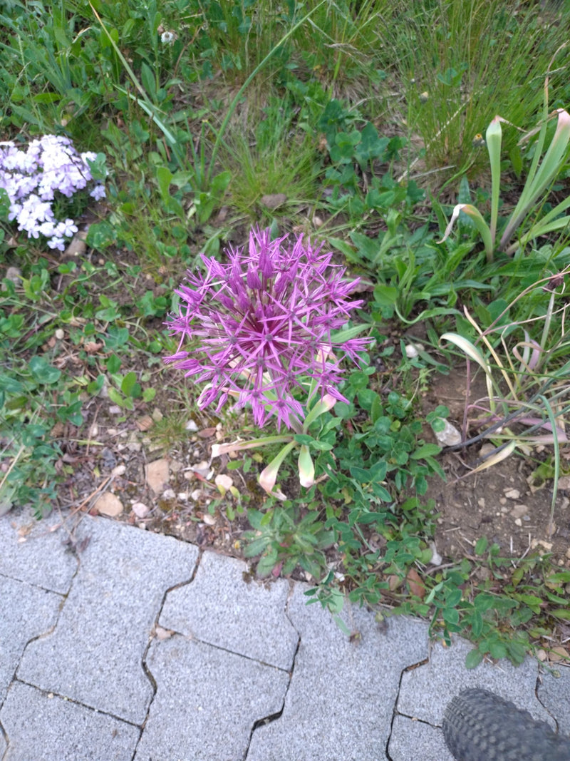 Zierlauch — Bild 3