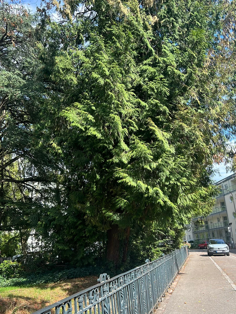 Zu sehen ist ein grosser Riesen-Lebensbaum in einer städtischen Umgebung neben einer Strasse. Der Baum zeigt seine charakteristische schuppenförmige Nadelstr...