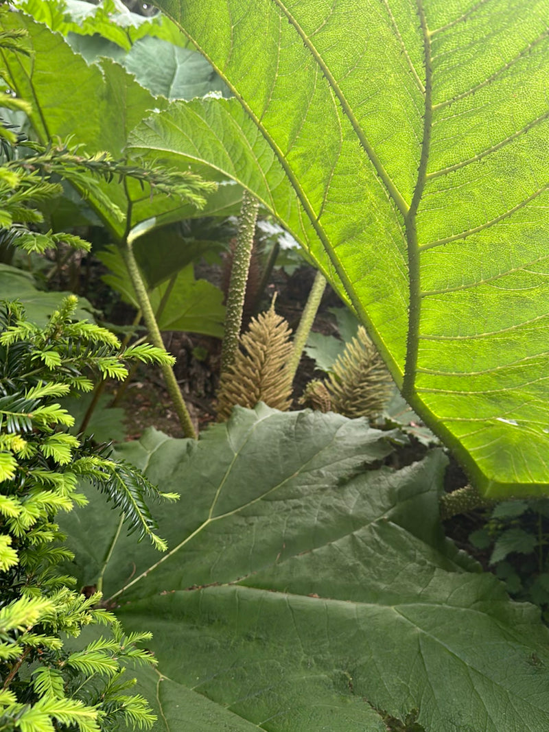 Riesen-Mammutblatt — Bild 3