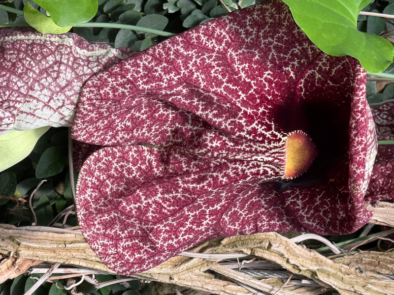 Eine geöffnete Blüte der Riesen-Osterluzei mit rotbraun-weißer Marmorierung liegt zwischen Ranken und Blättern.