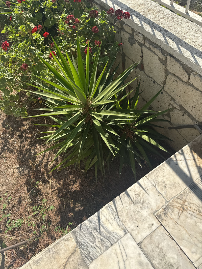 Yucca Palme — Bild 3