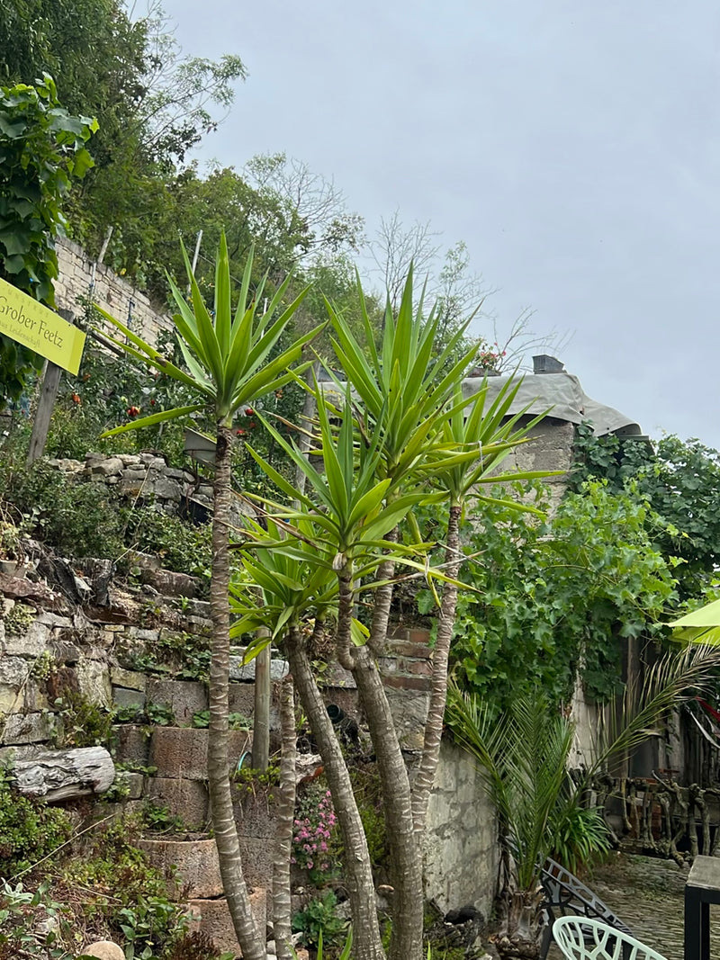 Yucca Palme — Bild 2