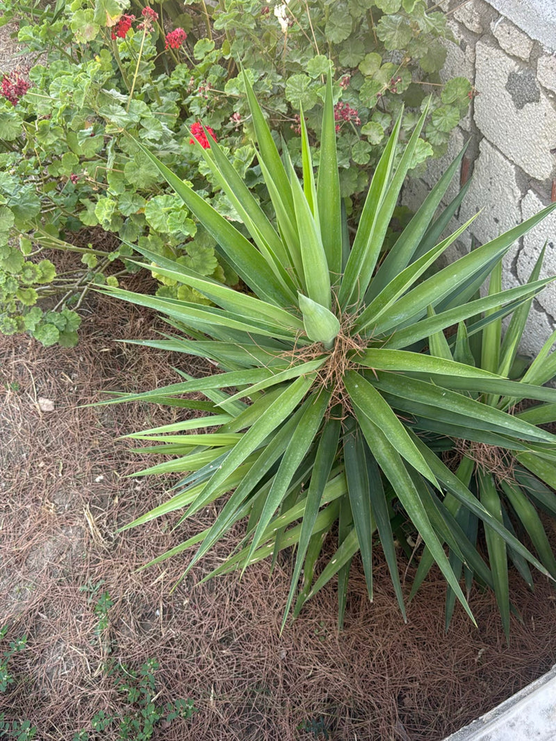 Yucca Palme — Bild 5