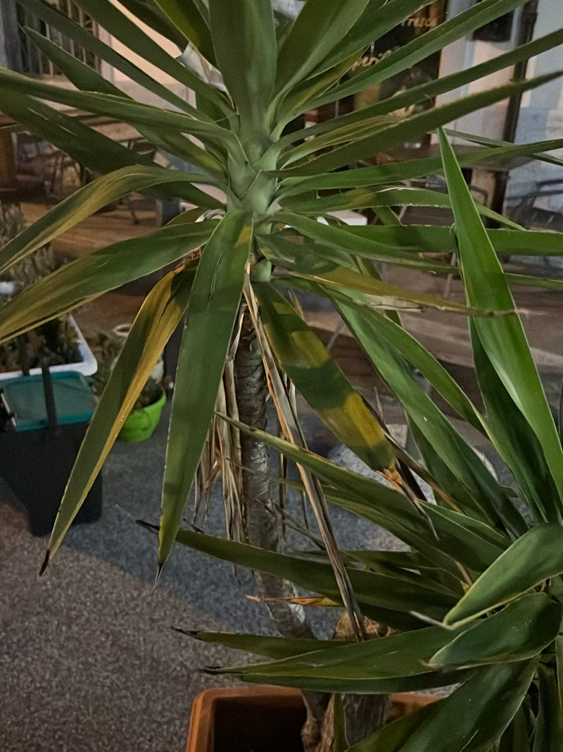 Riesen-Palmlilie — Bild 4