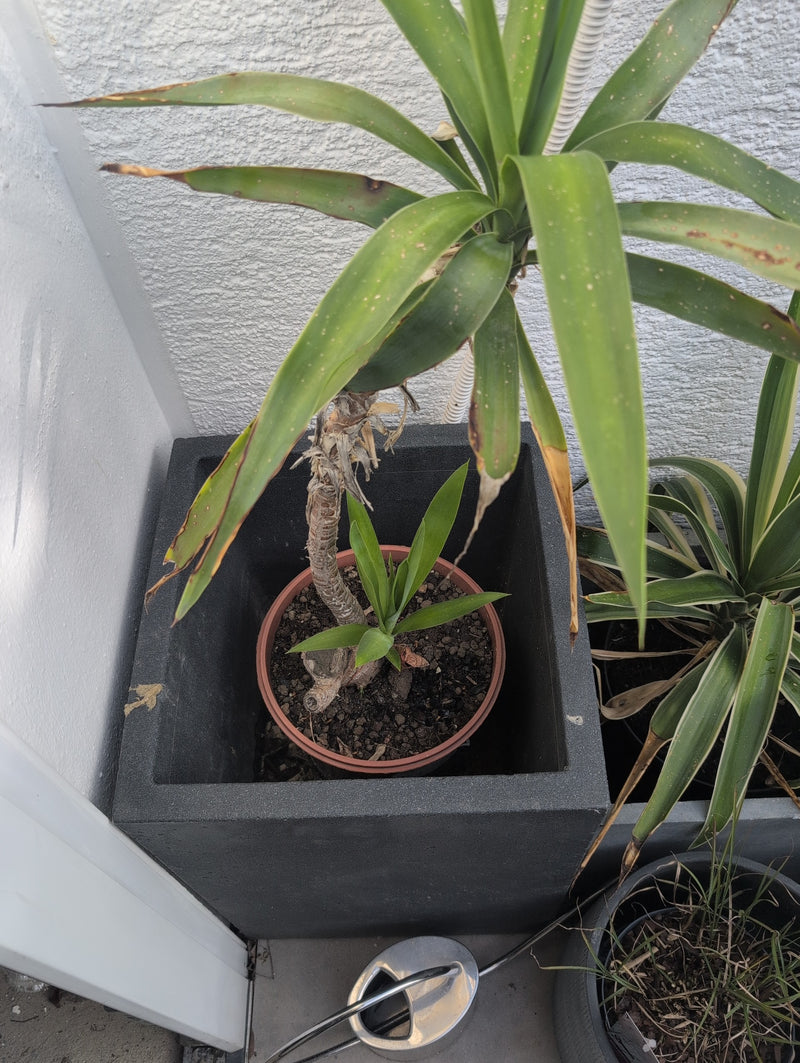 Riesen-Palmlilie — Bild 5