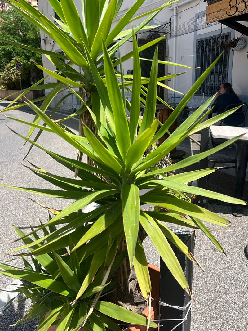 Riesen-Palmlilie — Bild 1