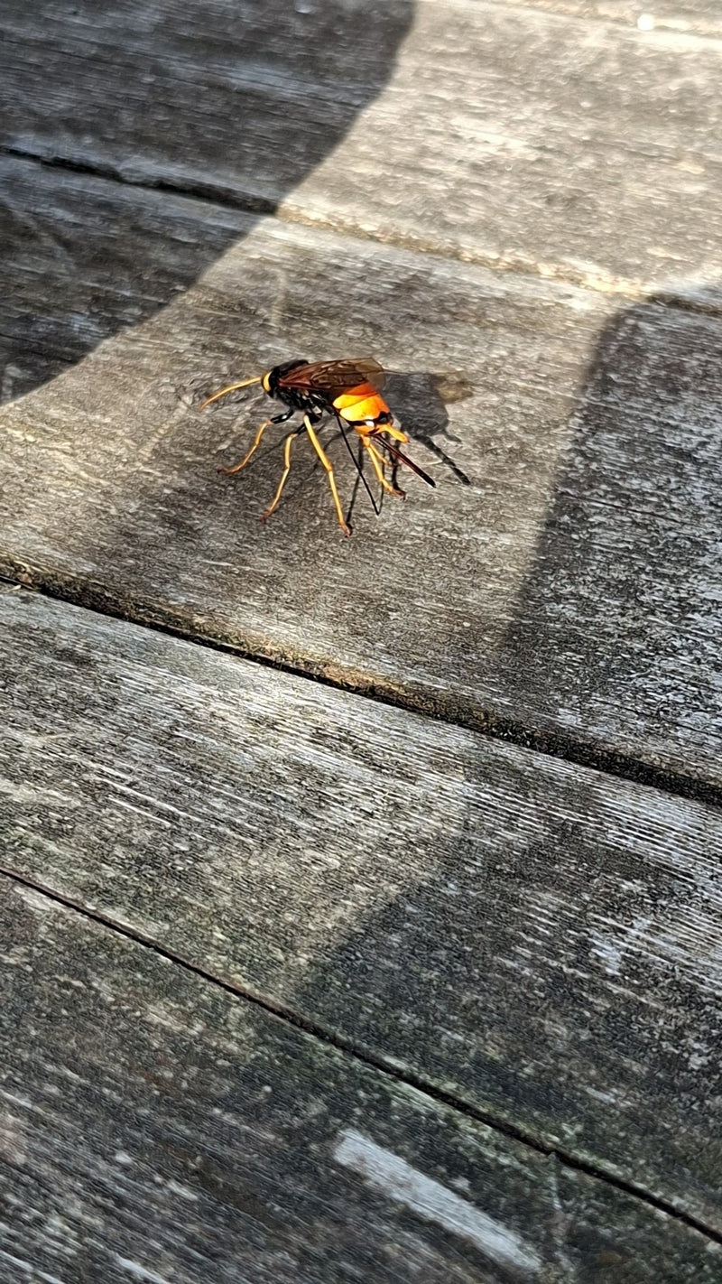 Riesenholzwespe — Bild 2