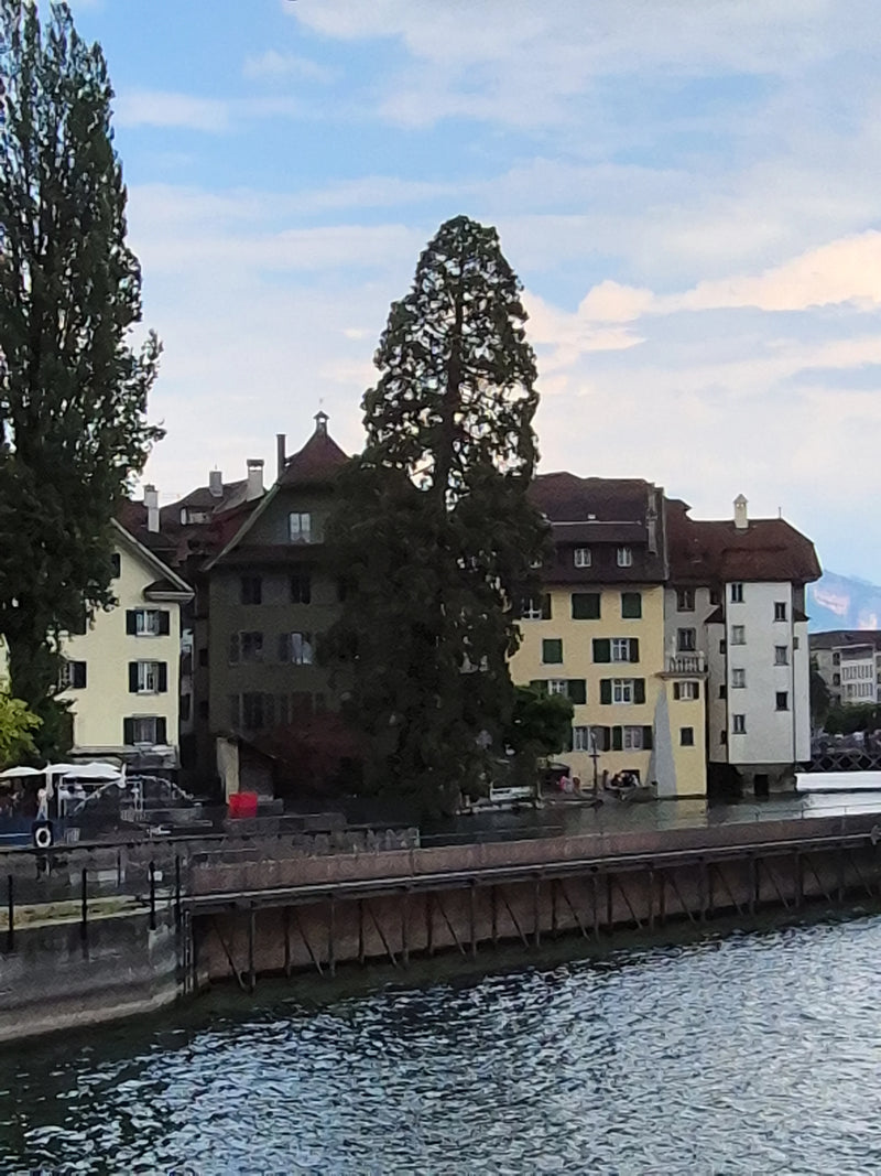 Riesenmammutbaum — Bild 3