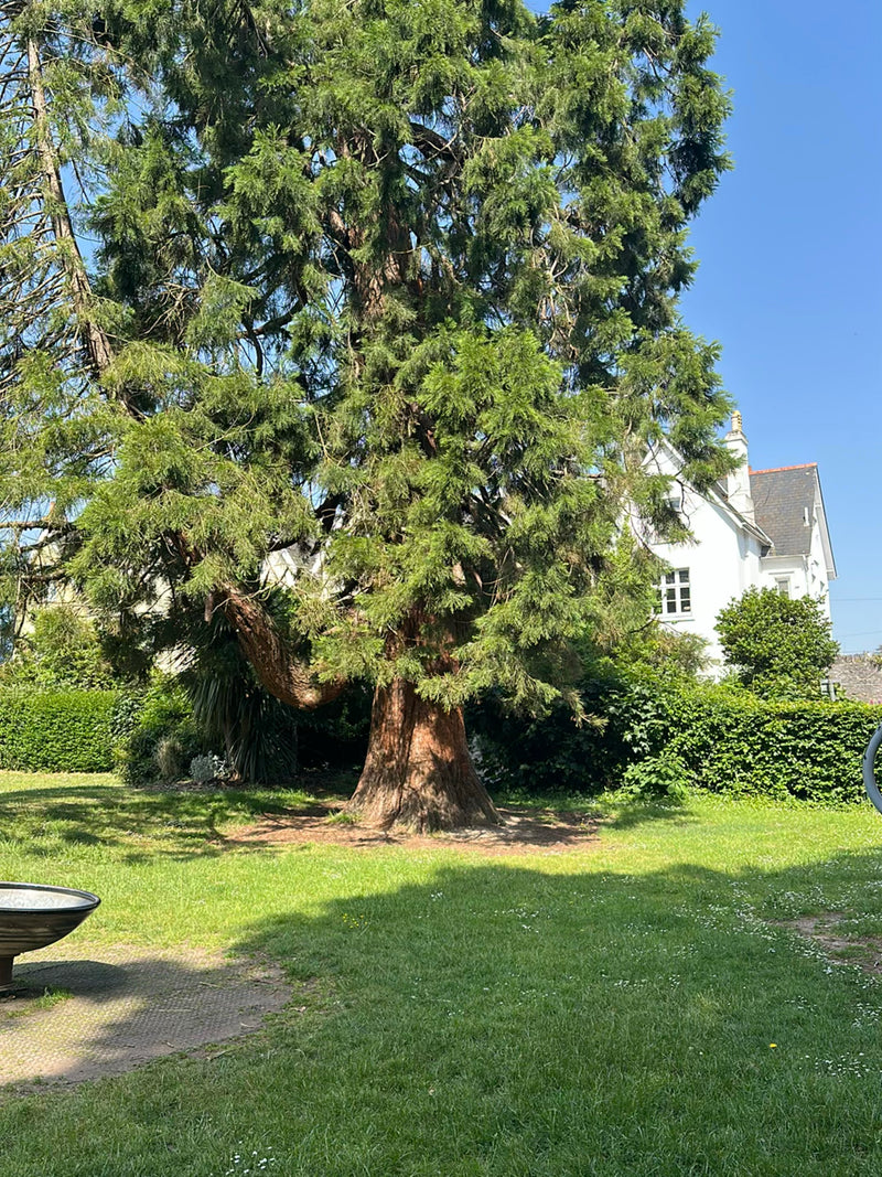 Riesenmammutbaum — Bild 2