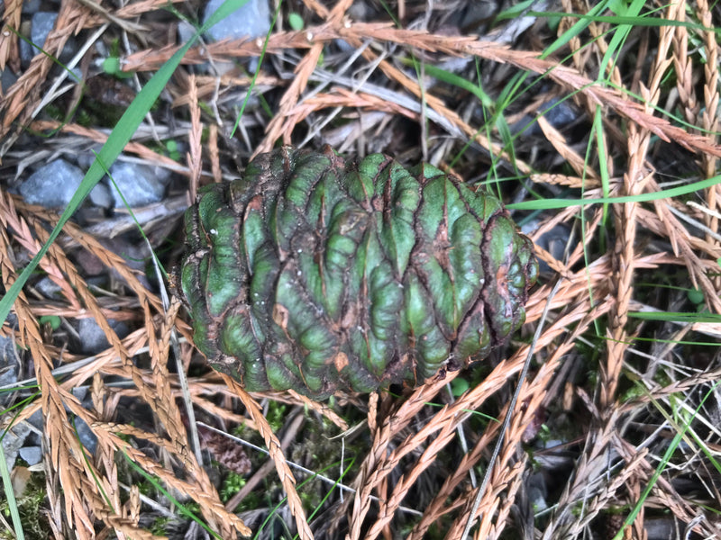 Zu sehen ist ein unreifer, grünlicher Zapfen eines Riesenmammutbaums, der auf dem Waldboden zwischen Nadeln liegt.