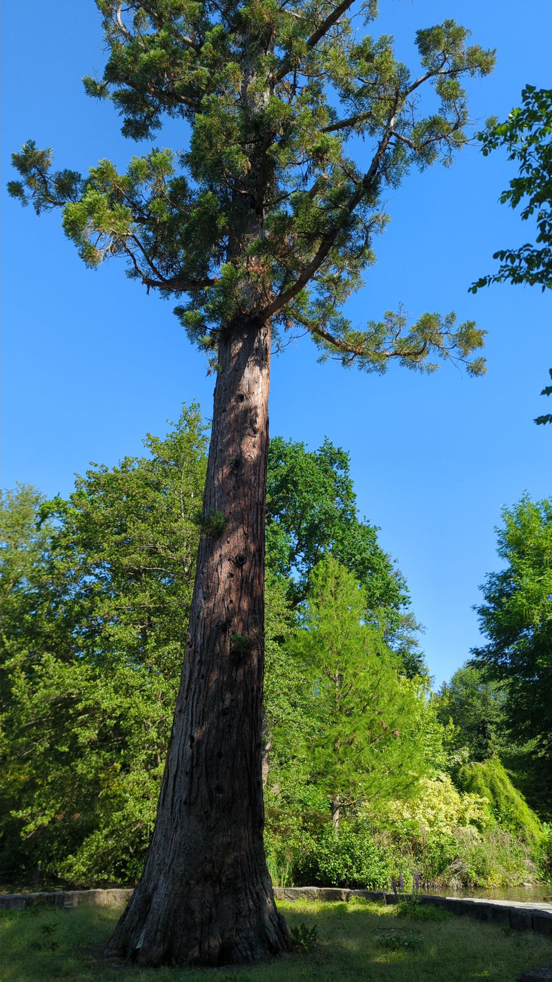 Riesenmammutbaum — Bild 5