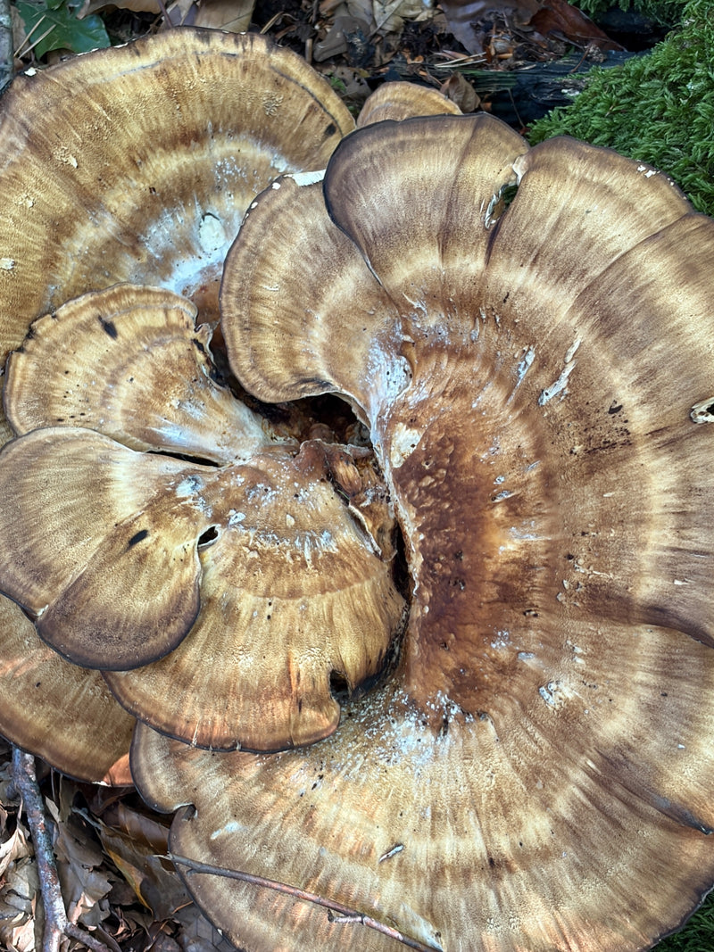 Riesenporling — Bild 4 von 4