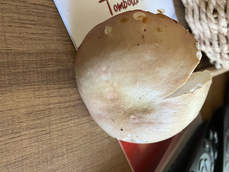 Riesenträuschling — Bild 5