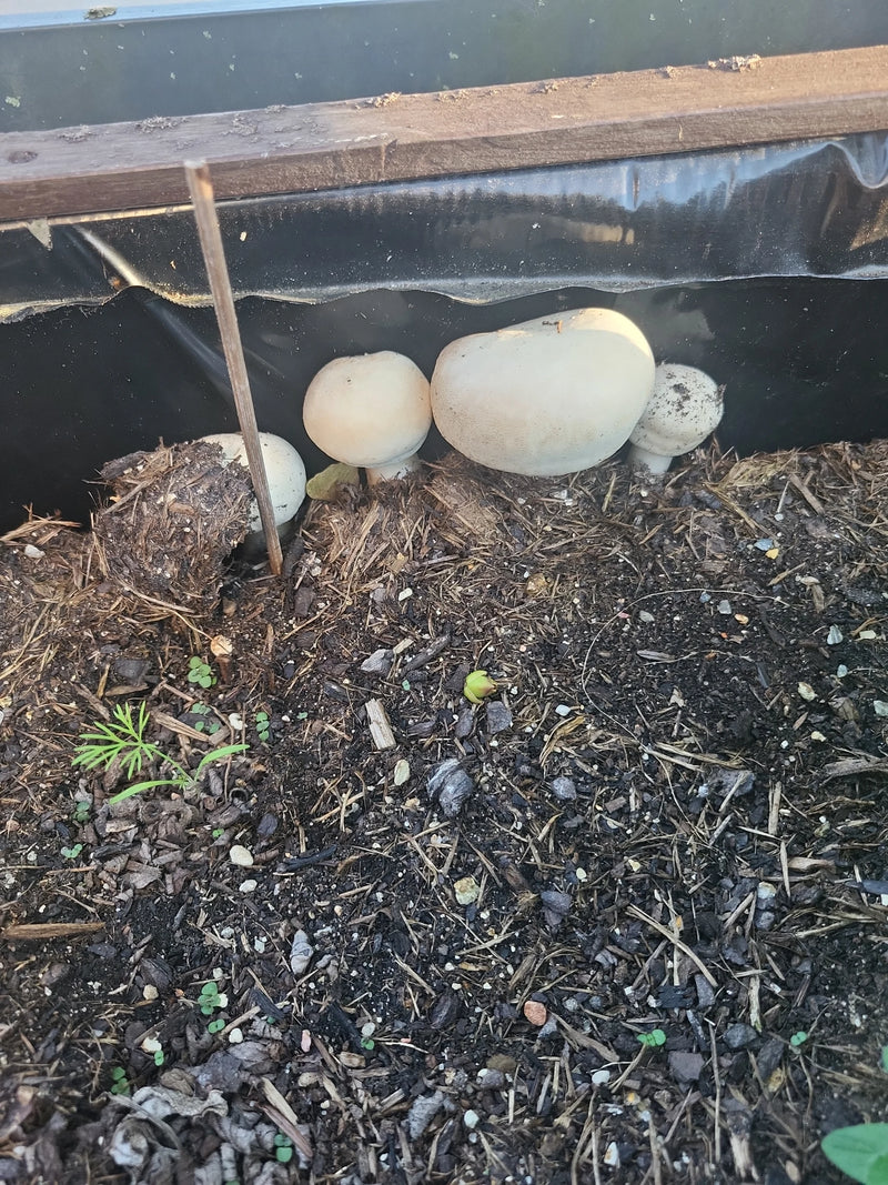 Mehrere helle Fruchtkörper des Riesenträuschlings wachsen nebeneinander an einer mit Folie ausgekleideten Kante auf Mulchboden.