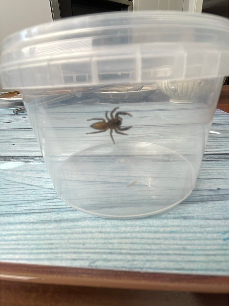 Rinden-Springspinne — Bild 4