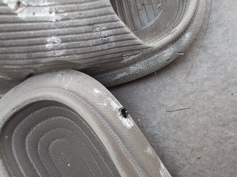Rinden-Springspinne — Bild 2