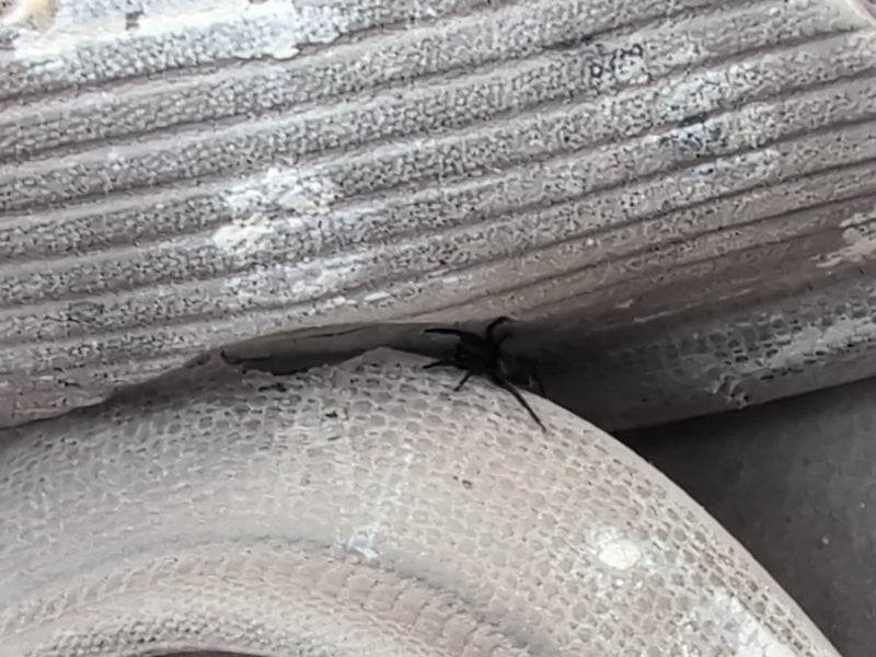 Rinden-Springspinne — Bild 1