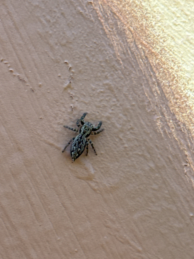Rinden-Springspinne — Bild 3