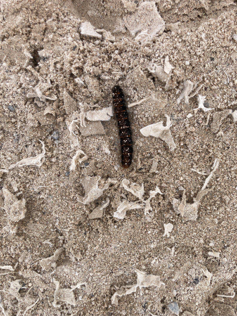 Rindeneule (Gattung Acronicta) — Bild 1
