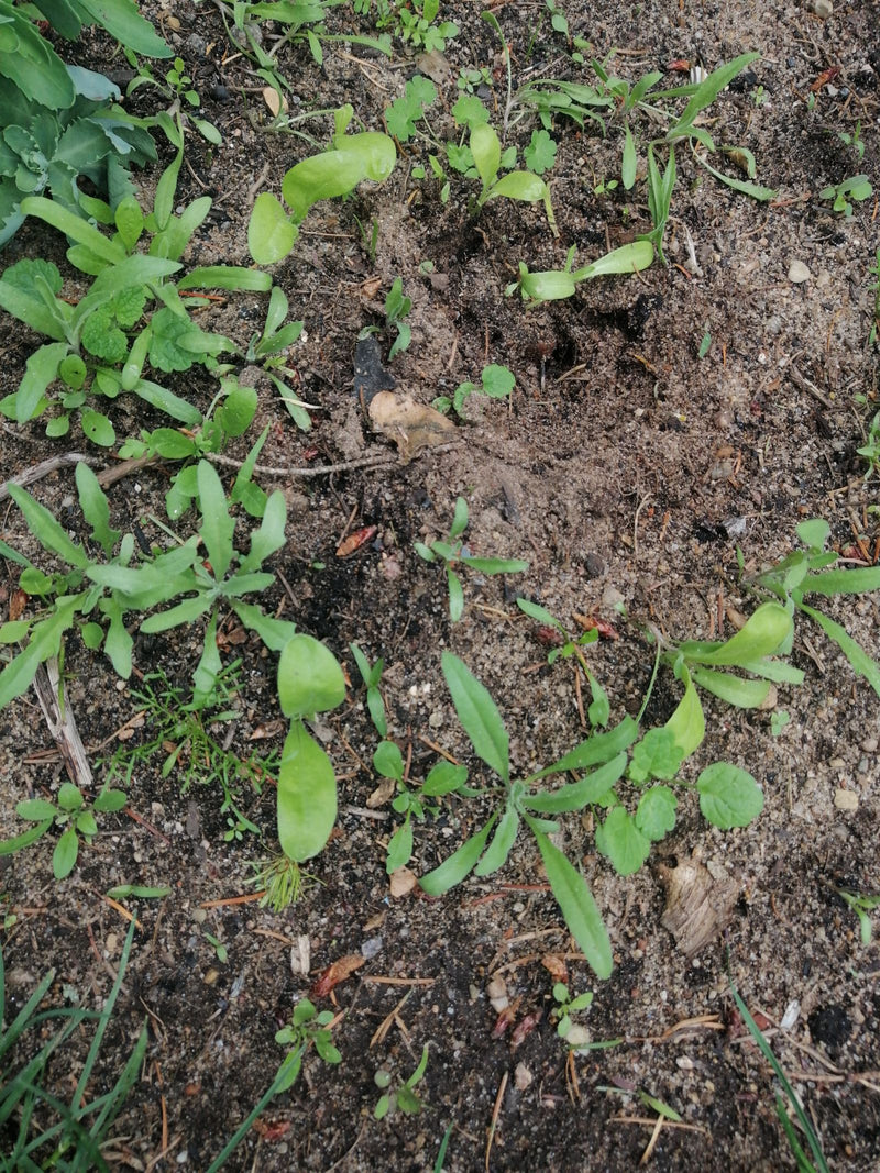 Ringelblume — Bild 2