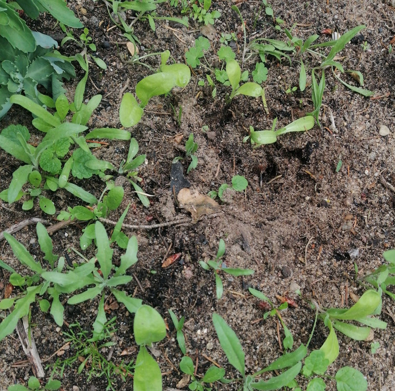 Ringelblume — Bild 3