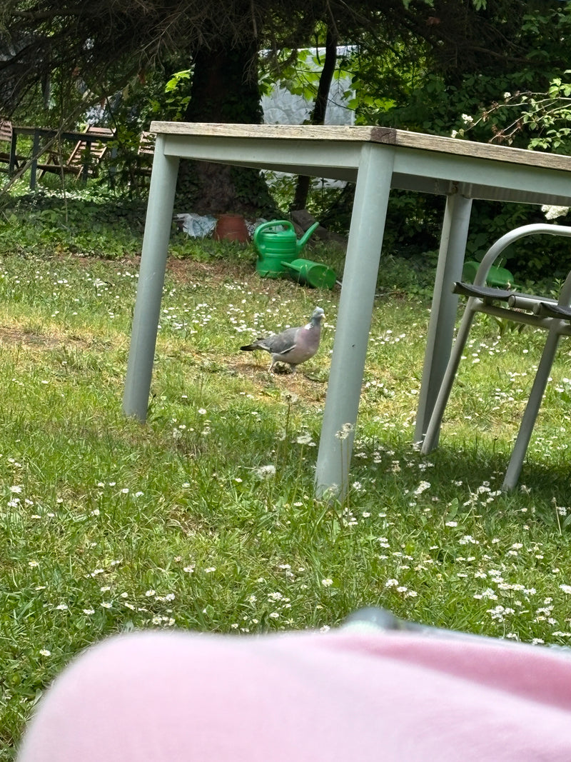 Eine Ringeltaube läuft im Garten auf einer Wiese unter einem Tisch umher. Der Vogel ist gut zu erkennen.