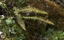 Rippenfarn — Bild 3