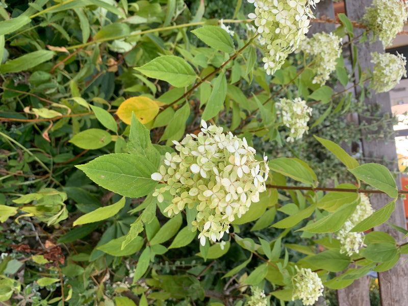Zu sehen ist eine Rispen-Hortensie mit grünen Blättern und hellen Blütenständen in einem Garten. Die Pflanze präsentiert sich in einer natürlichen Umgebung.