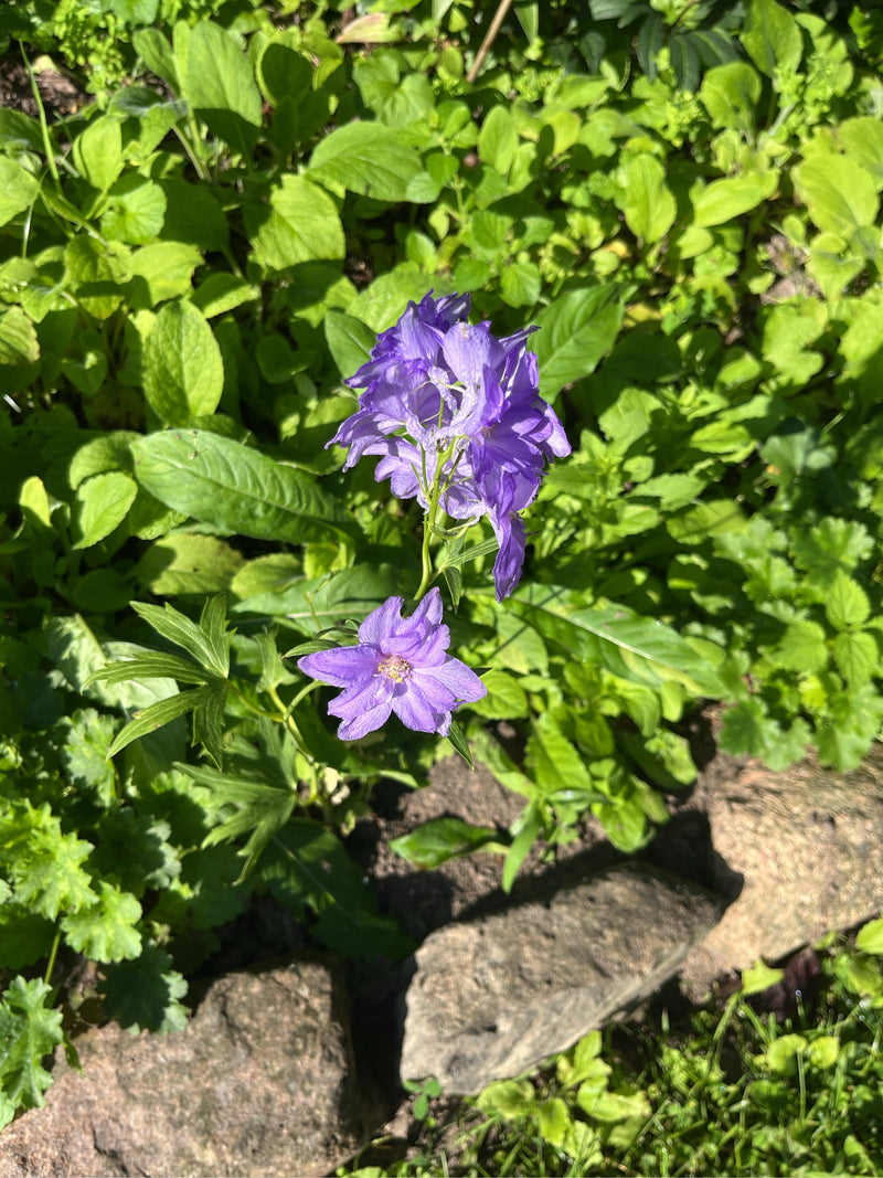 Rittersporne — Bild 1