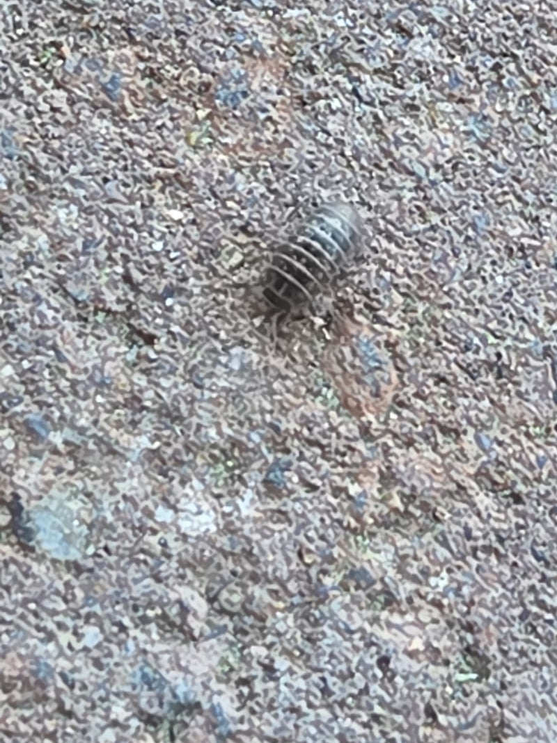 Rollassel — Bild 2