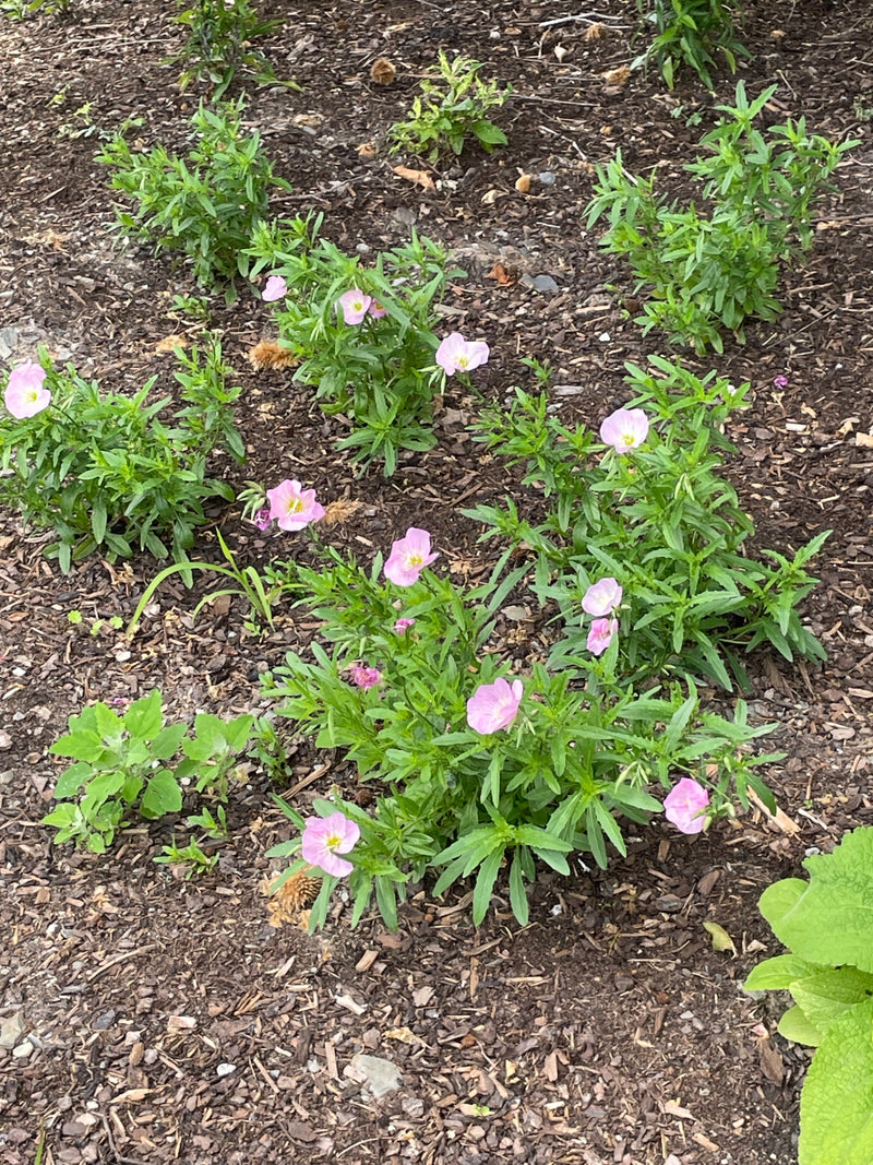 Rosa Nachtkerze — Bild 1