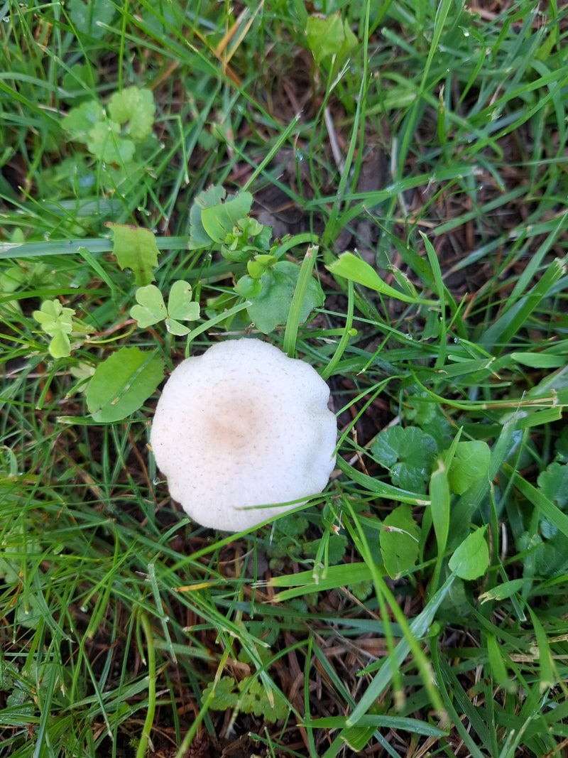 Rosablättriger Egerlingsschirmling — Bild 1