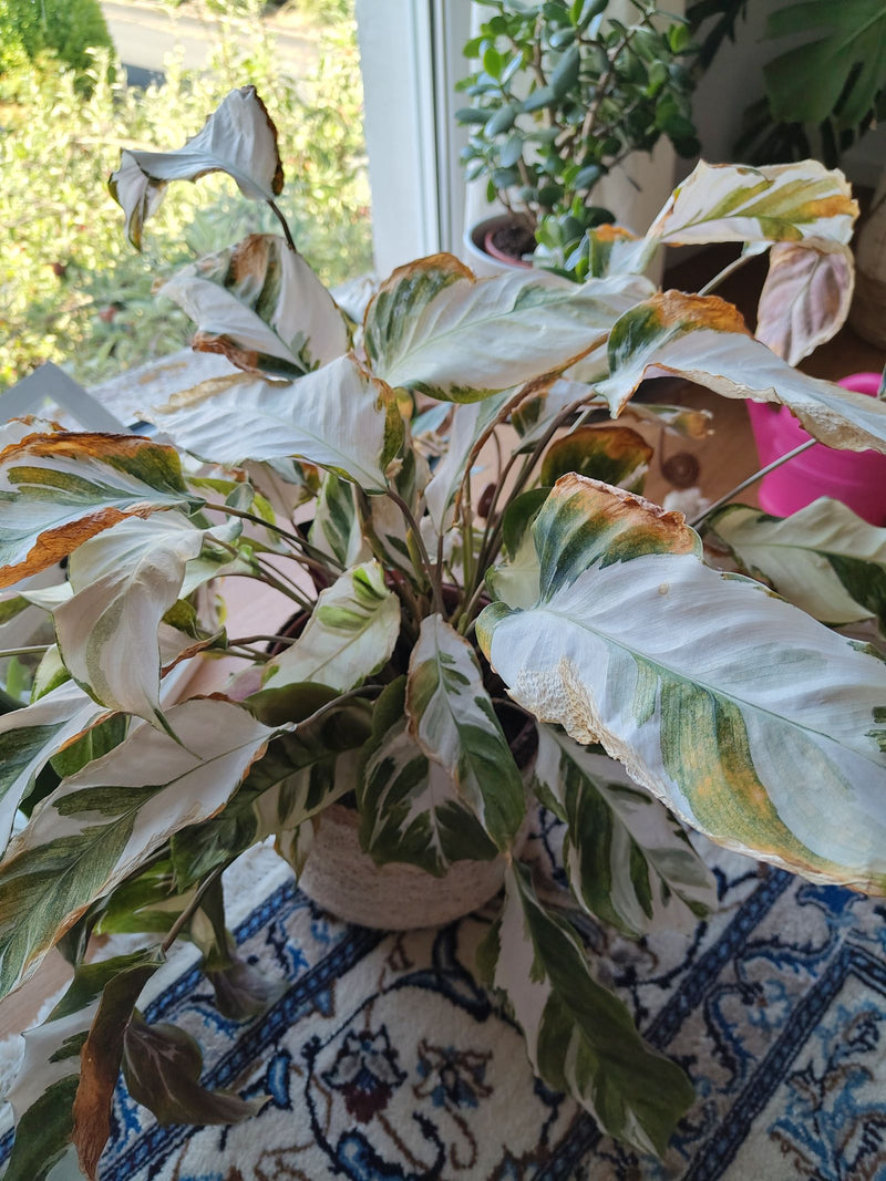 Das Foto zeigt eine Rosagezeichnete Korbmarante in einem Blumentopf mit teilweise vertrockneten Blatträndern. Die charakteristisch gemusterten Blätter stehen...