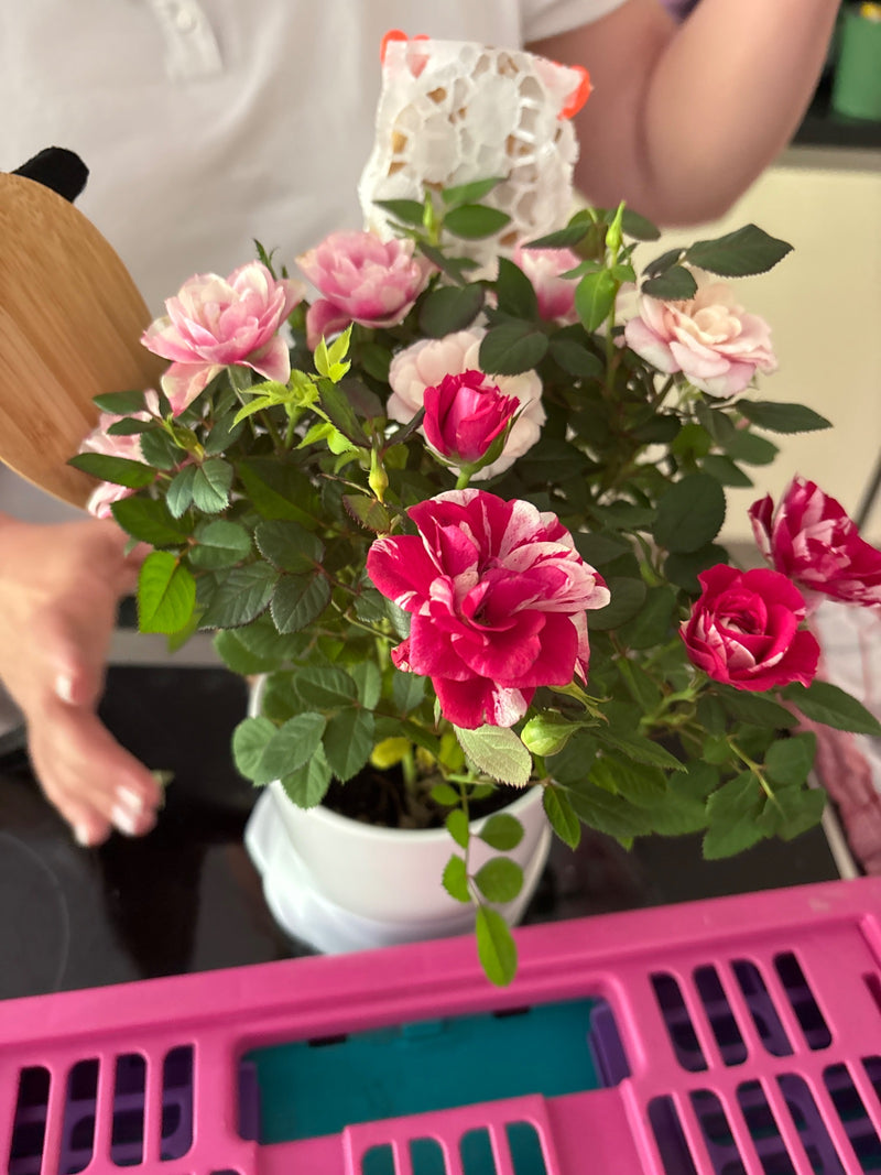 Auf dem Bild ist eine blühende Gartenrose in einem weißen Blumentopf zu sehen. Die Pflanze zeigt zahlreiche rosa sowie rot-weiß gestreifte Blüten und grüne B...