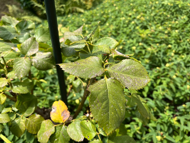 Gartenrose — Bild 5