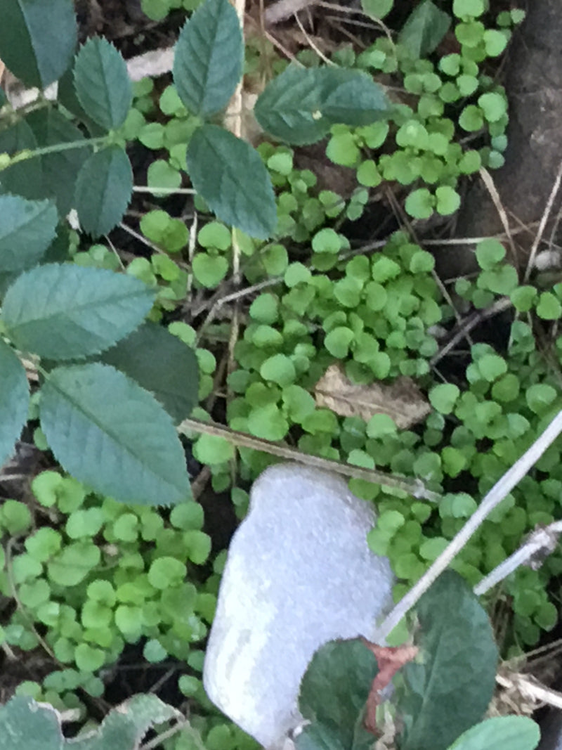 Auf dem Foto sind grüne, gefiederte Blätter einer Gartenrose zu sehen, die auf dem Waldboden wachsen. Die typischen gezähnten Blattränder sind gut erkennbar.