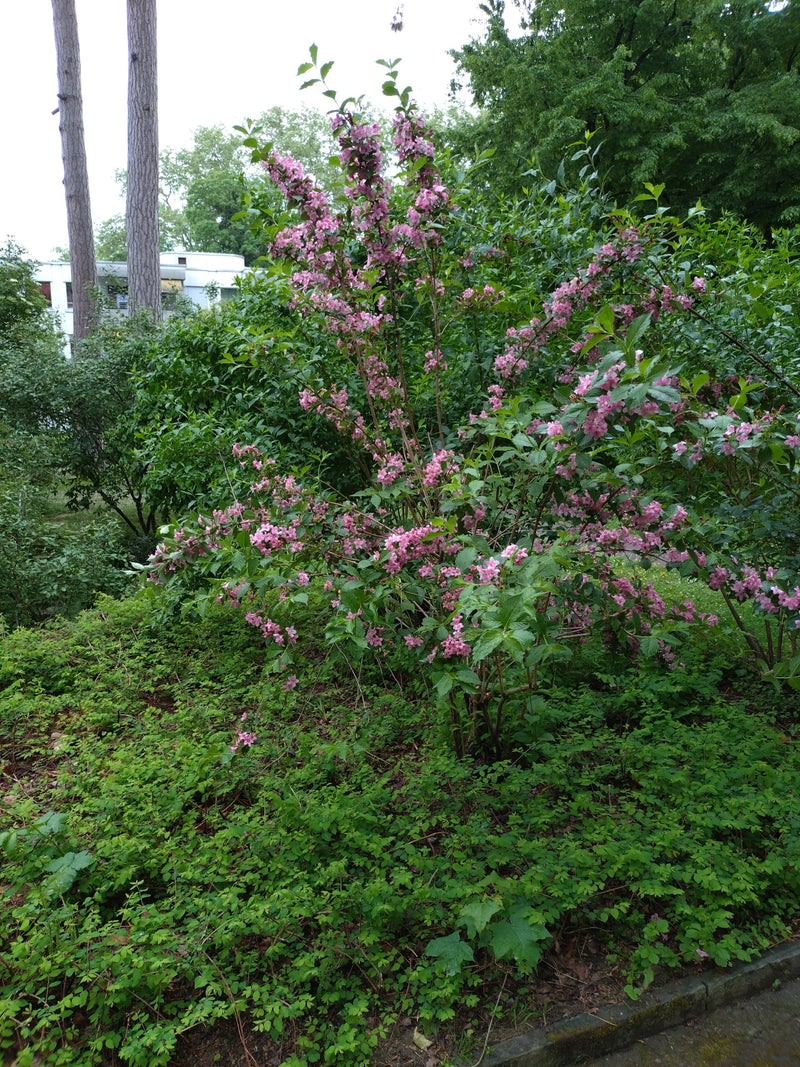 Weigelien — Bild 5