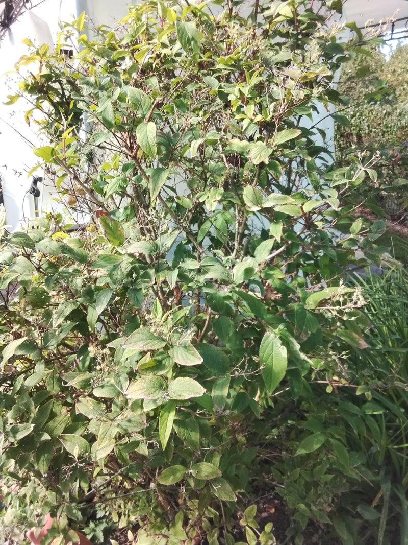 Weigelien — Bild 3 von 22
