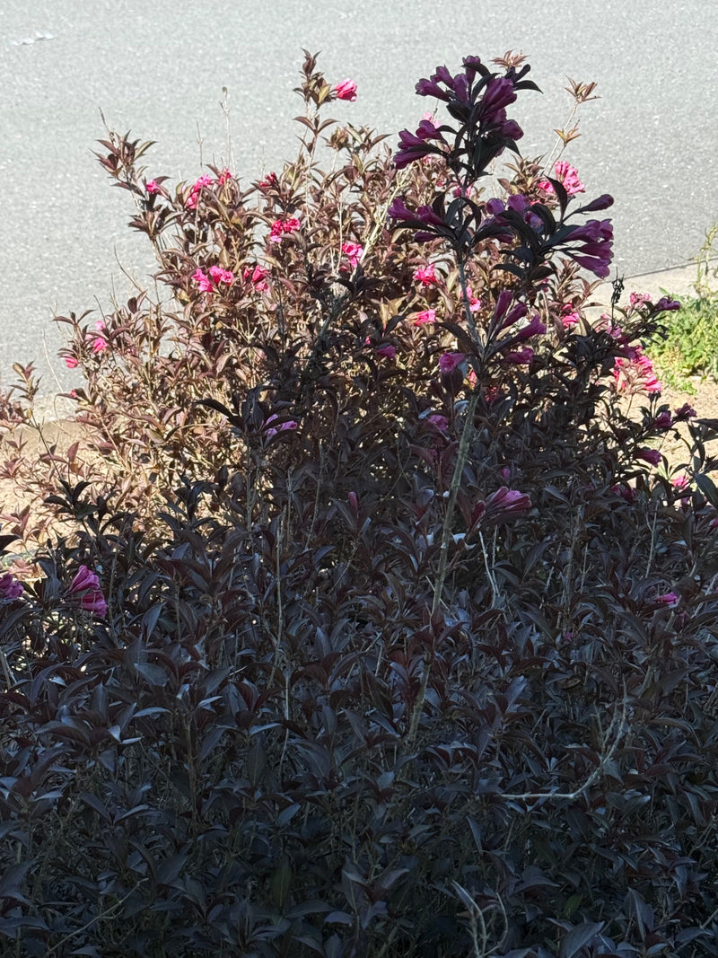 Weigelien — Bild 3