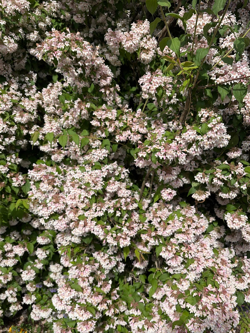 Weigelien — Bild 1