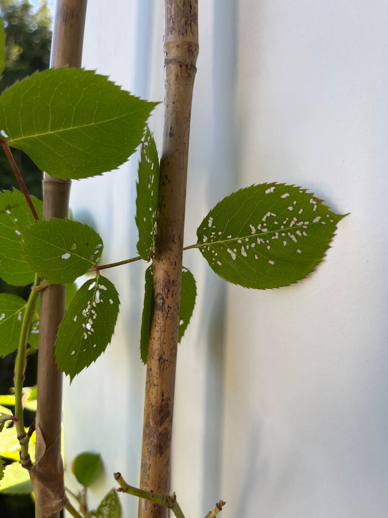 Rosenblattrollwespe — Bild 1