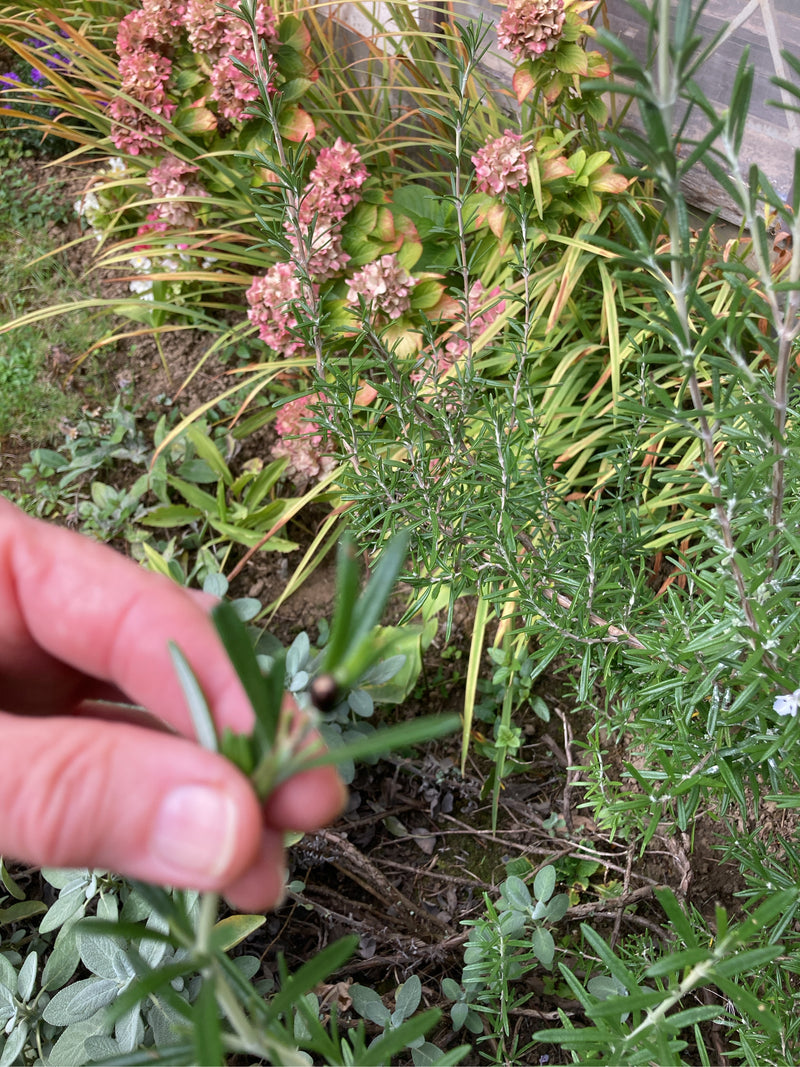 Ein Rosmarin-Blattkäfer sitzt auf einem grünen Zweig, der von einer menschlichen Hand gehalten wird. Im Hintergrund ist ein Gartenbeet mit Rosmarin und ander...
