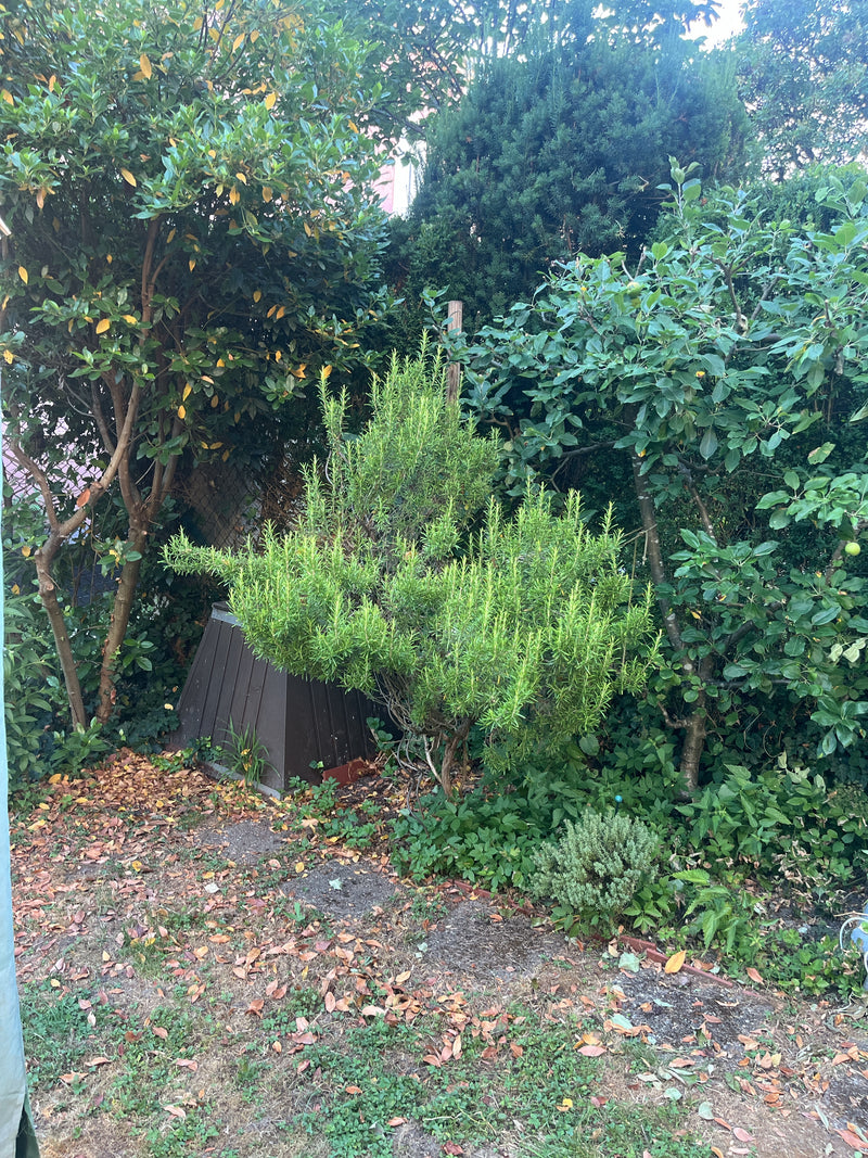 Rosmarin — Bild 4 von 21