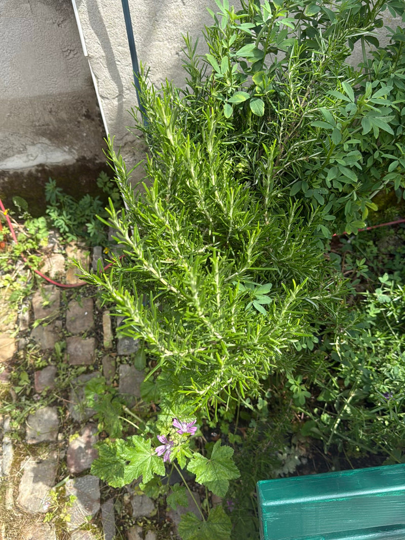 Rosmarin — Bild 3