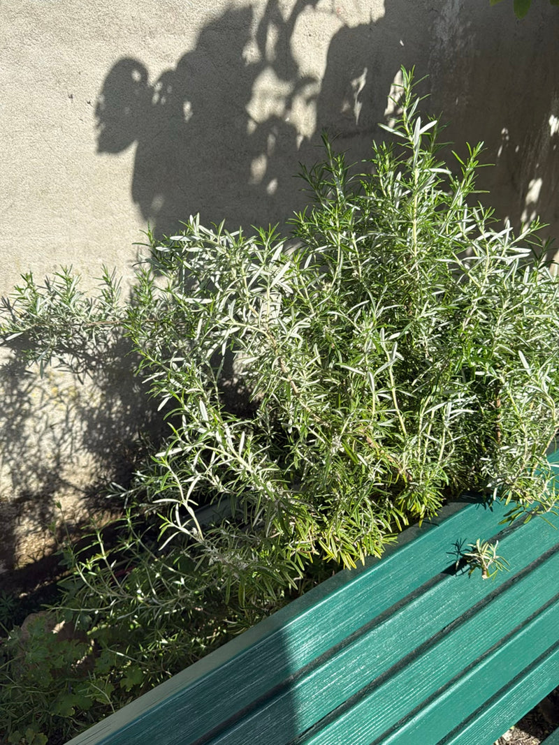 Rosmarin — Bild 3