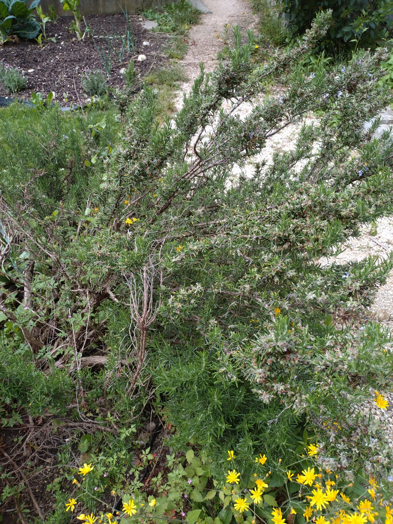 Rosmarin — Bild 4