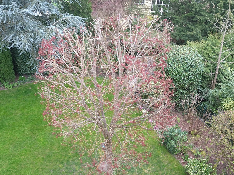 Rot-Ahorn — Bild 1