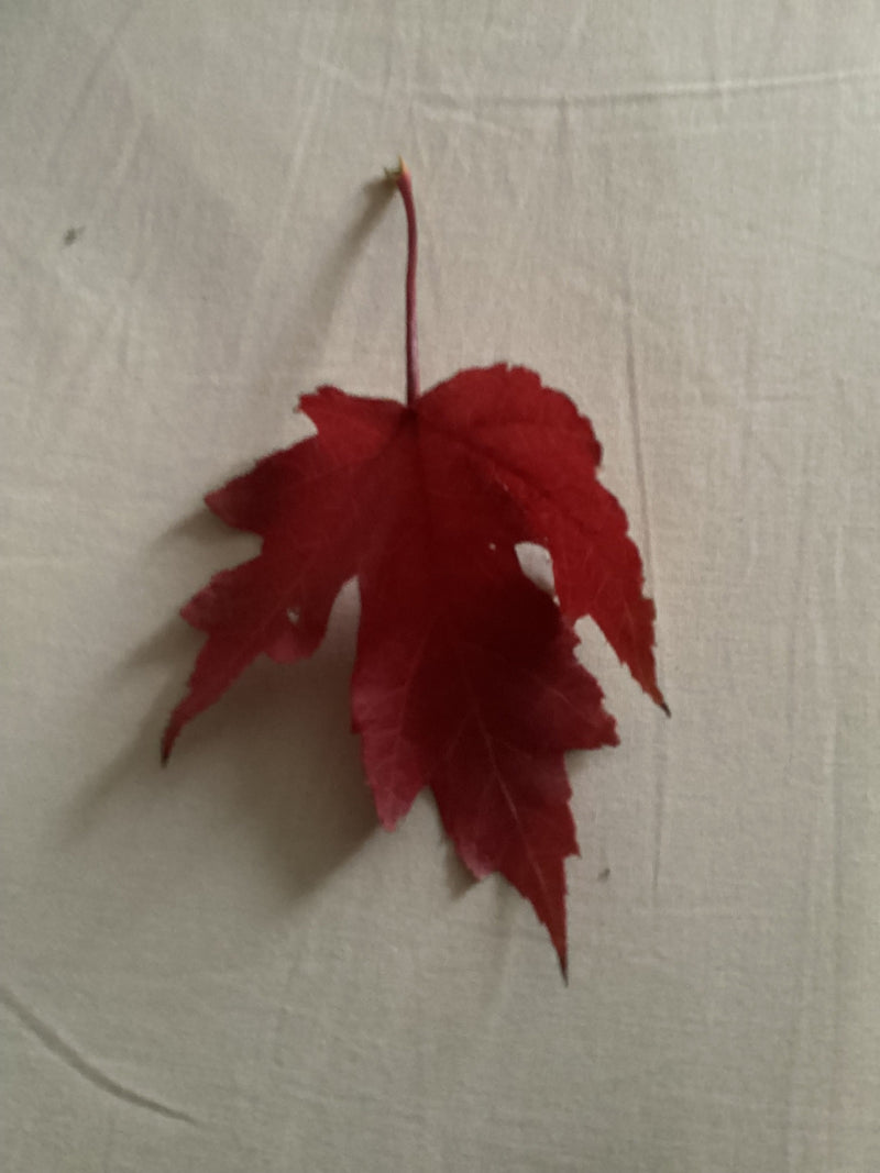 Ein intensiv rot gefärbtes Blatt eines Rot-Ahorns liegt flach auf einem hellen Tuch.
