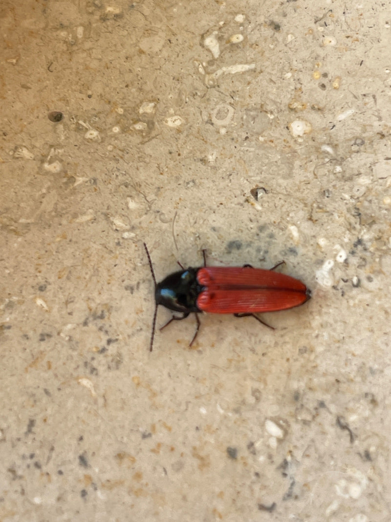 Rotbauchiger Schnellkäfer — Bild 2