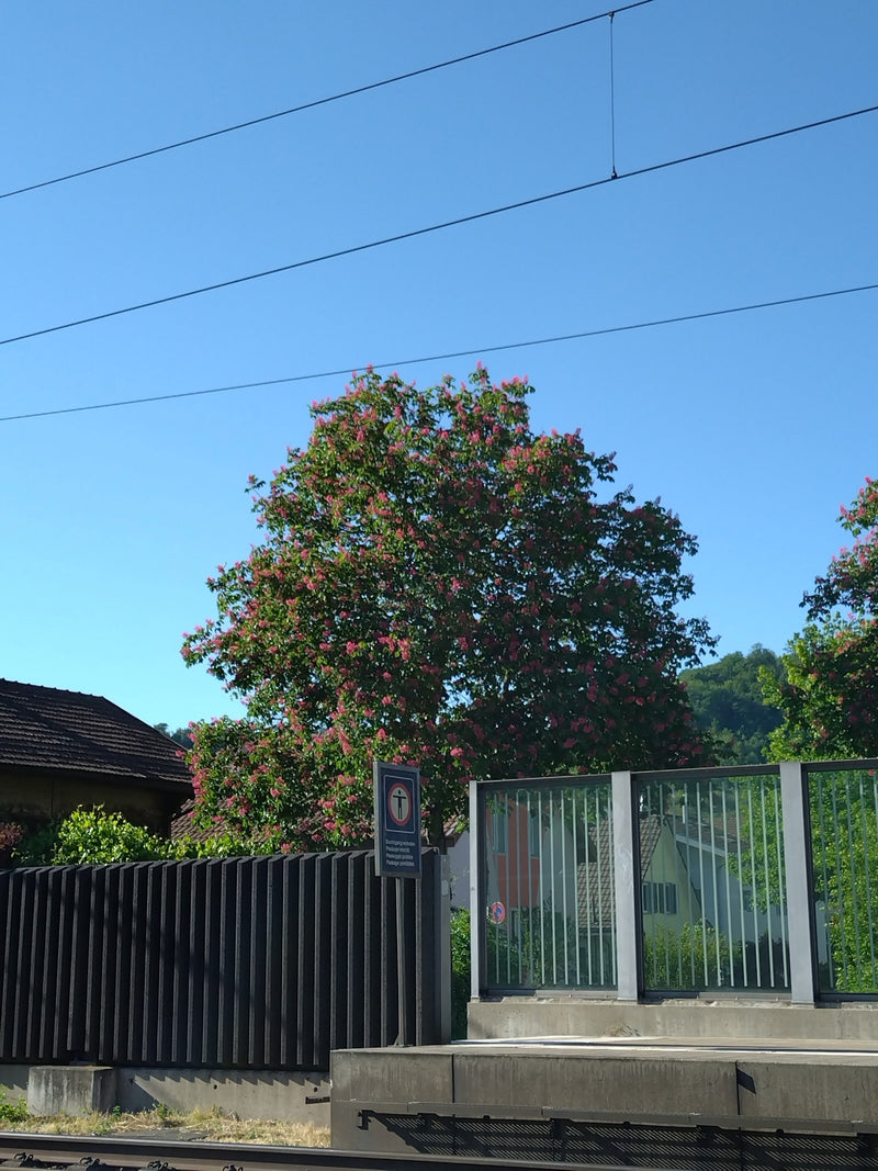 Rotblühende Rosskastanie — Bild 5